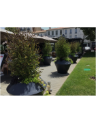 Pot de fleur plastique